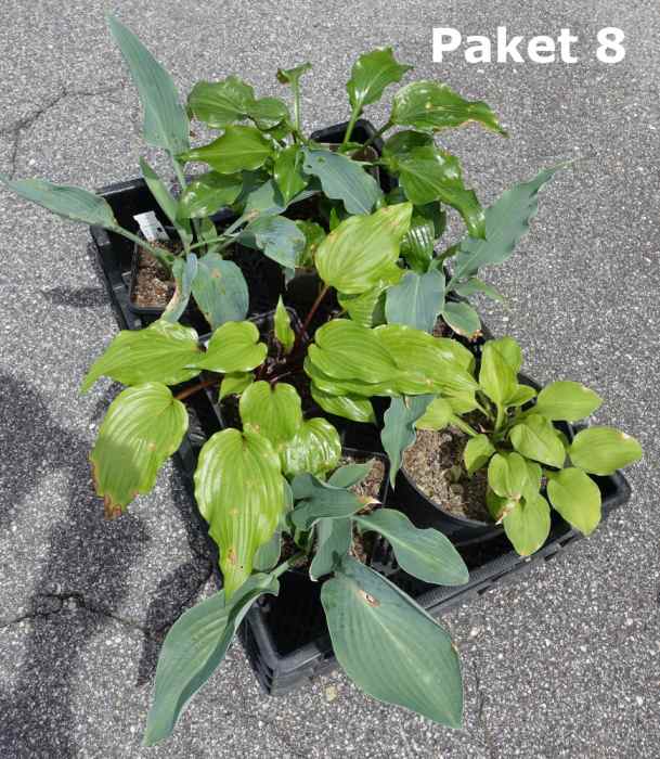 Hosta Paket 8