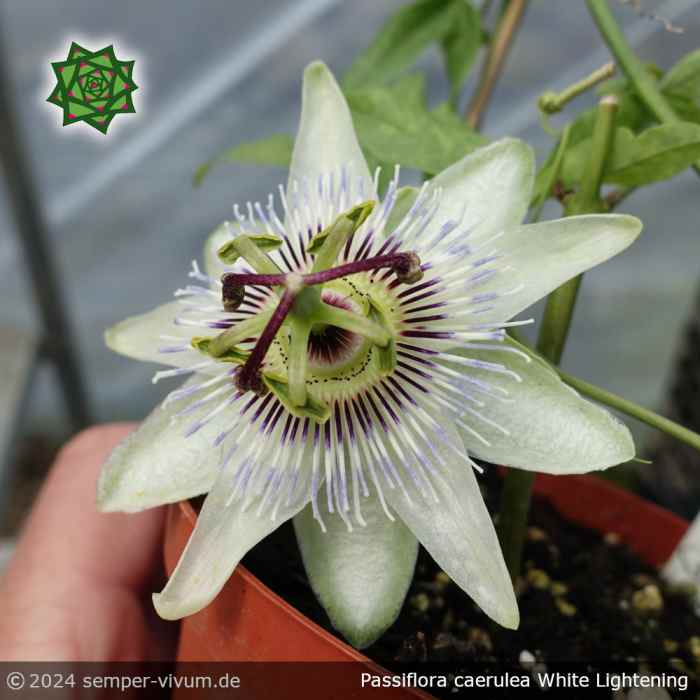 Passiflora caerulea 'White Lightening'