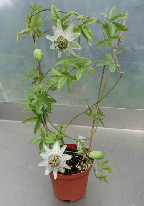 Passiflora caerulea 'White Lightening'