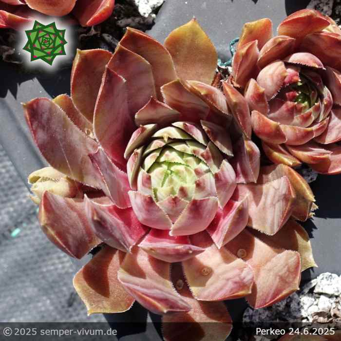 Sempervivum 'Perkeo'