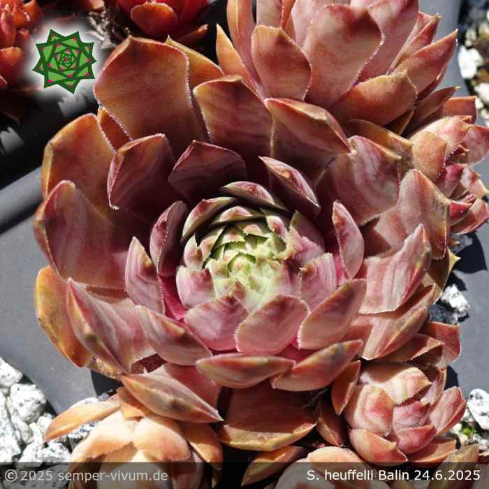 Sempervivum 'Perkeo'