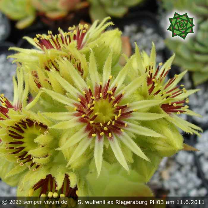 Sempervivum wulfenii ex RIEGERSBURG PH003