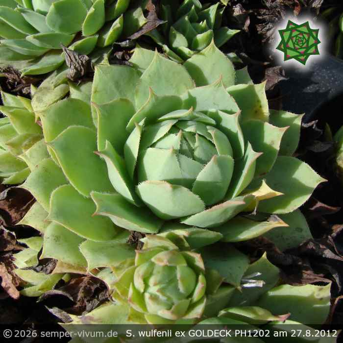 Sempervivum wulfenii ex GOLDECK PH1202