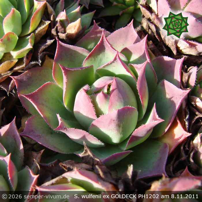 Sempervivum wulfenii ex GOLDECK PH1202