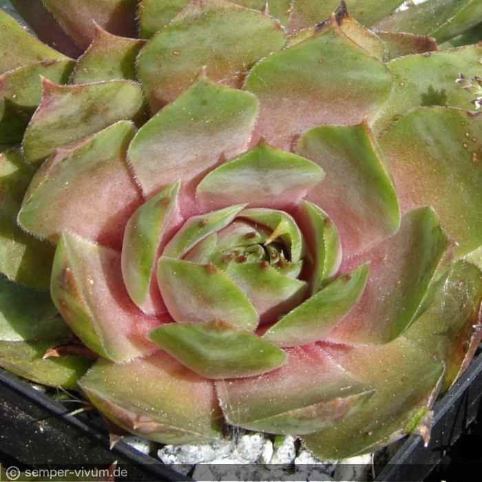 aufgenommen am 25.4.2007