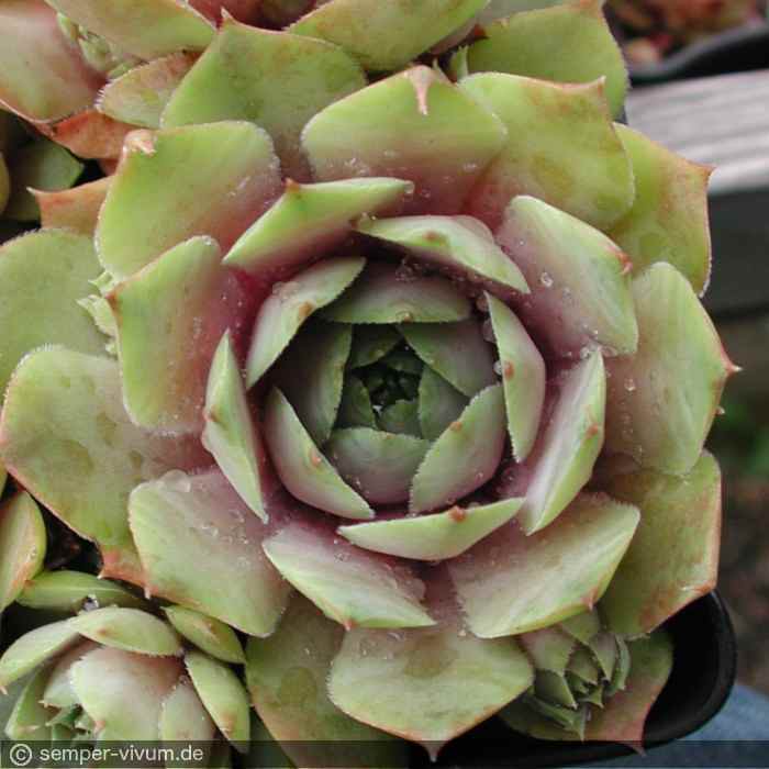 aufgenommen Anfang Juni