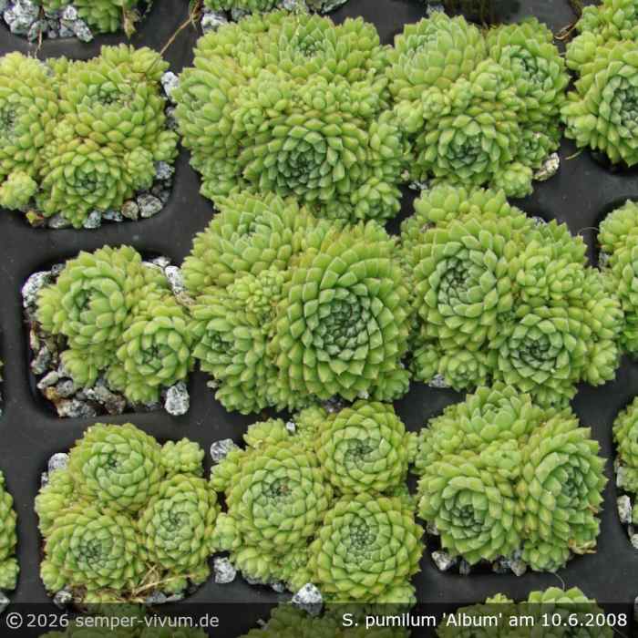 Sempervivum pumilum 'Album'