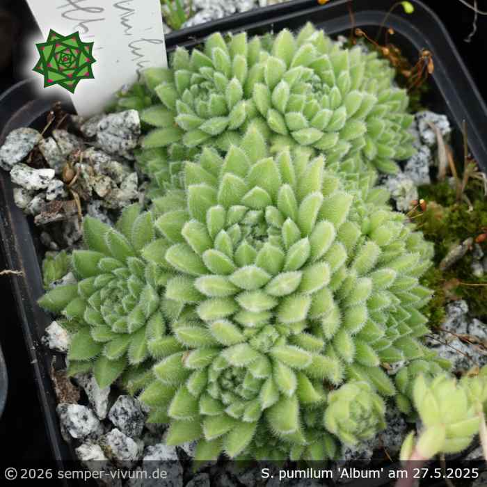 Sempervivum pumilum 'Album'