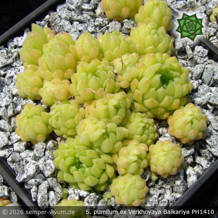 Sempervivum pumilum ex Verkhnyaya Balkariya PH1410