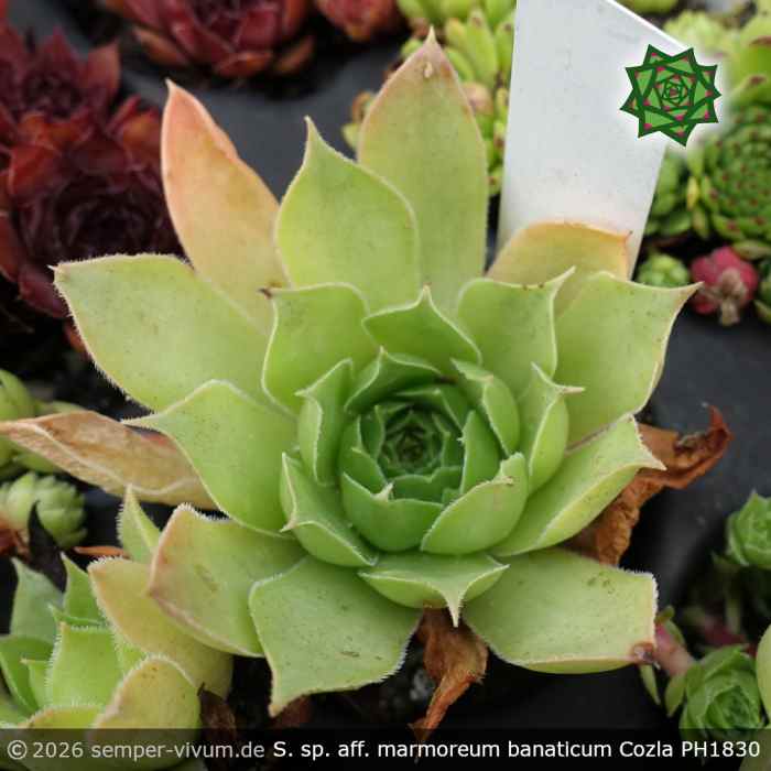 Sempervivum sp. aff. marmoreum banaticum ex Cozla PH1830