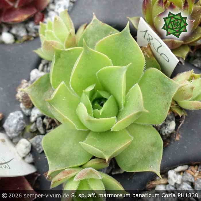 Sempervivum sp. aff. marmoreum banaticum ex Cozla PH1830