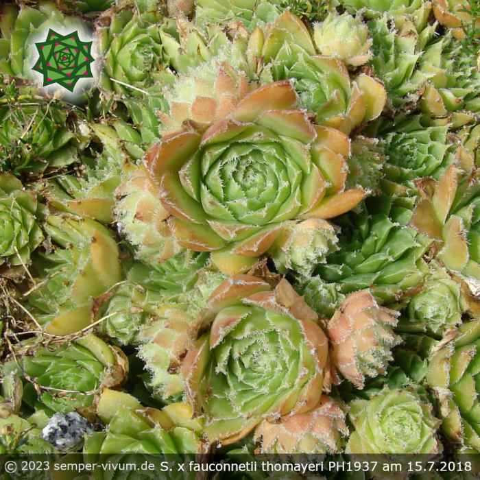 Sempervivum x fauconnetii thomayeri PH1937