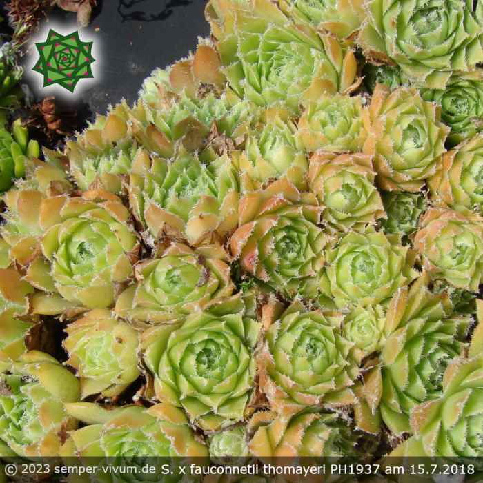 Sempervivum x fauconnetii thomayeri PH1937