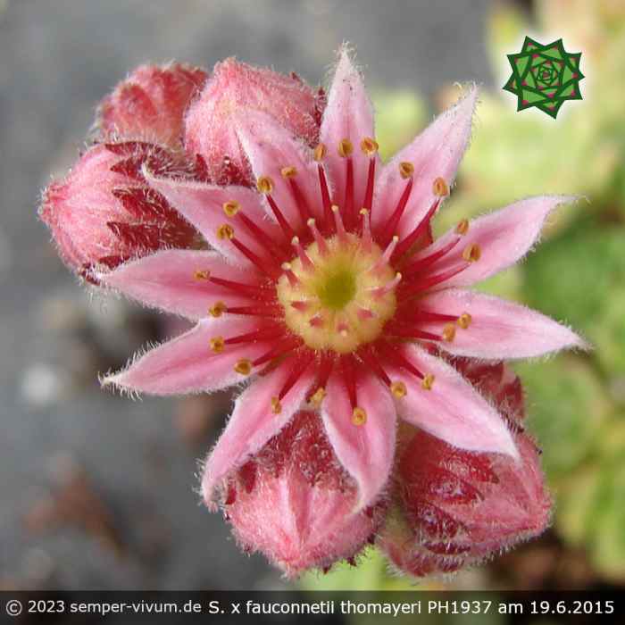 Sempervivum x fauconnetii thomayeri PH1937