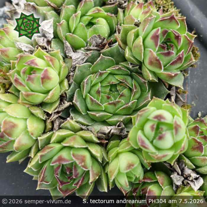 Sempervivum tectorum var. tectorum andreanum PH304