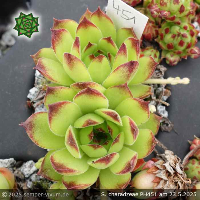 Sempervivum charadzeae ex GURGEN PH451