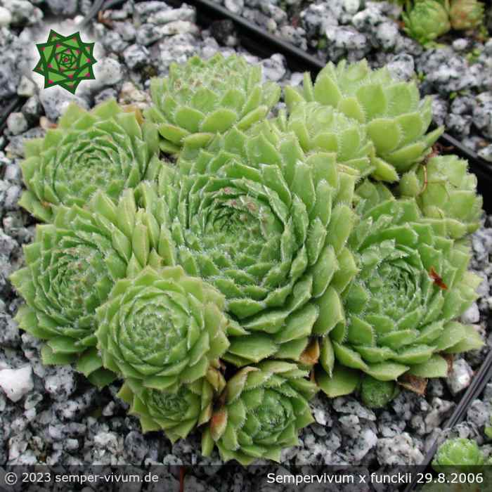 Sempervivum x funckii