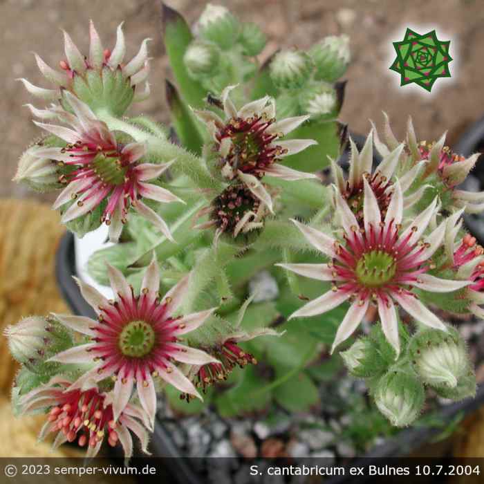 Sempervivum cantabricum PH79 ex BULNES