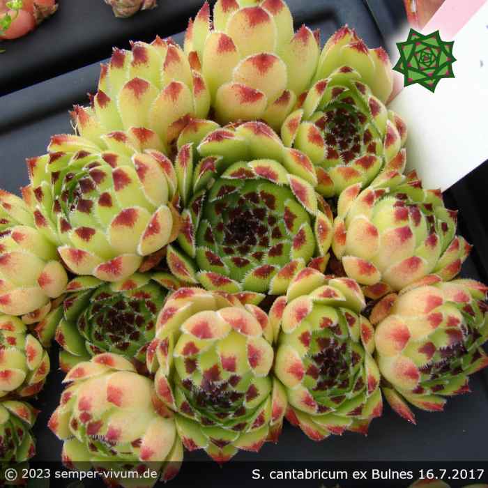 Sempervivum cantabricum PH79 ex BULNES