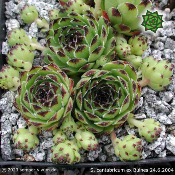Sempervivum cantabricum PH79 ex BULNES