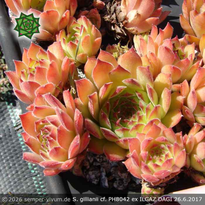 Sempervivum gillianii cf. PH8042 ex ILGAZ DAGI, Millipark