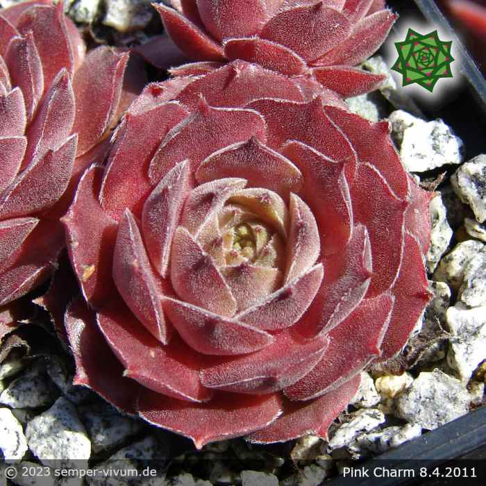 Sempervivum 'Pink Charm'