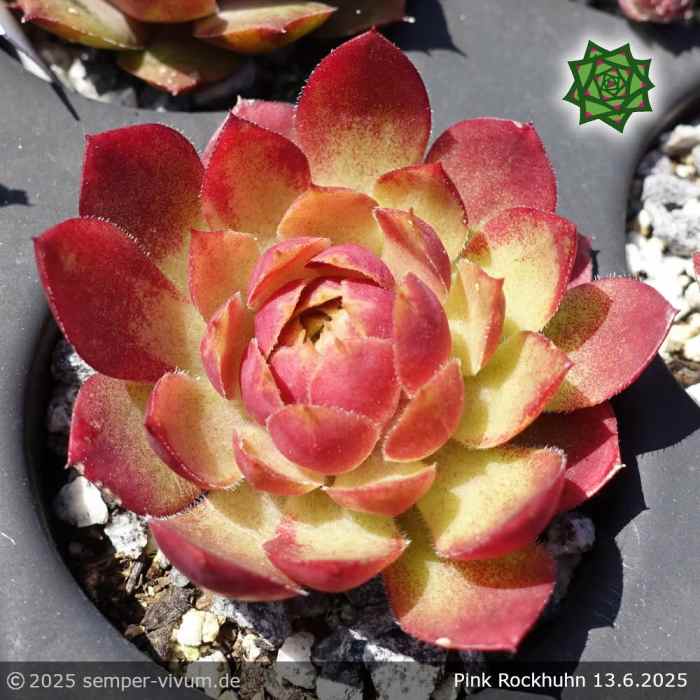 Sempervivum 'Pink Rockhuhn'