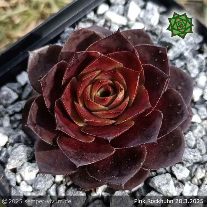 Sempervivum 'Pink Rockhuhn'