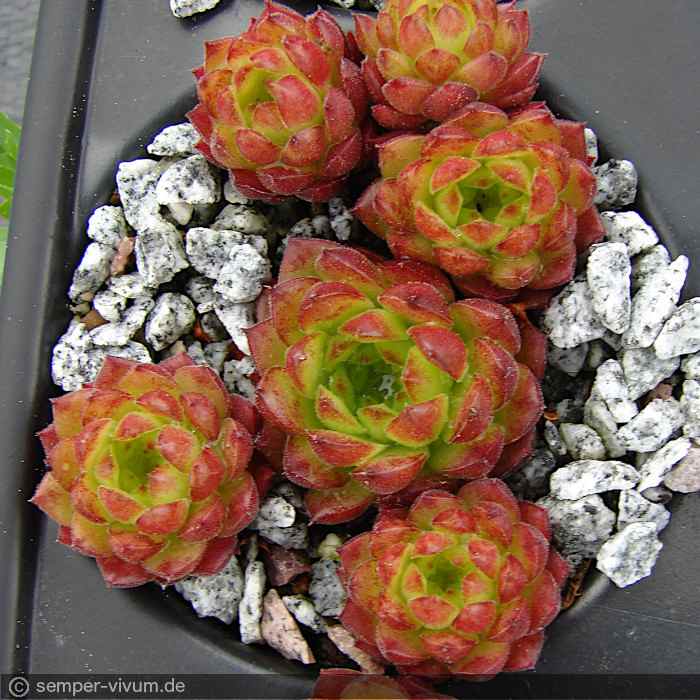 aufgenommen am 13.5.2017