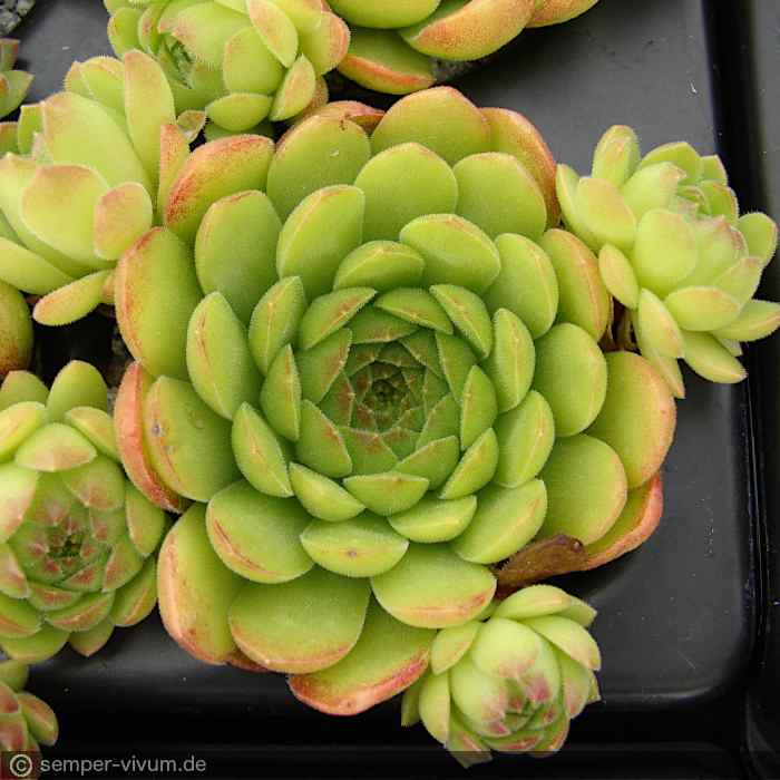 aufgenommen am 21.6.2018