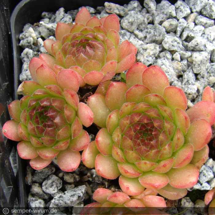 aufgenommen am 24.7.2008