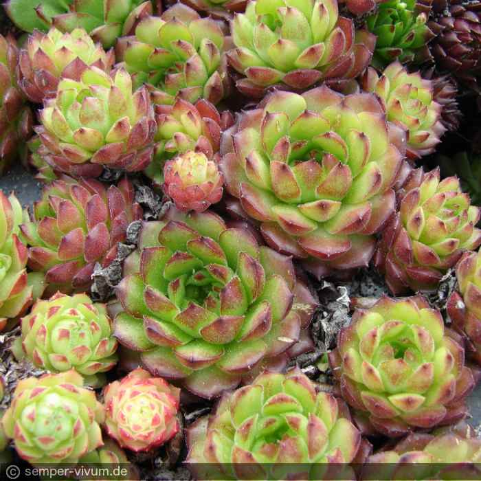 aufgenommen am 6.5.2013