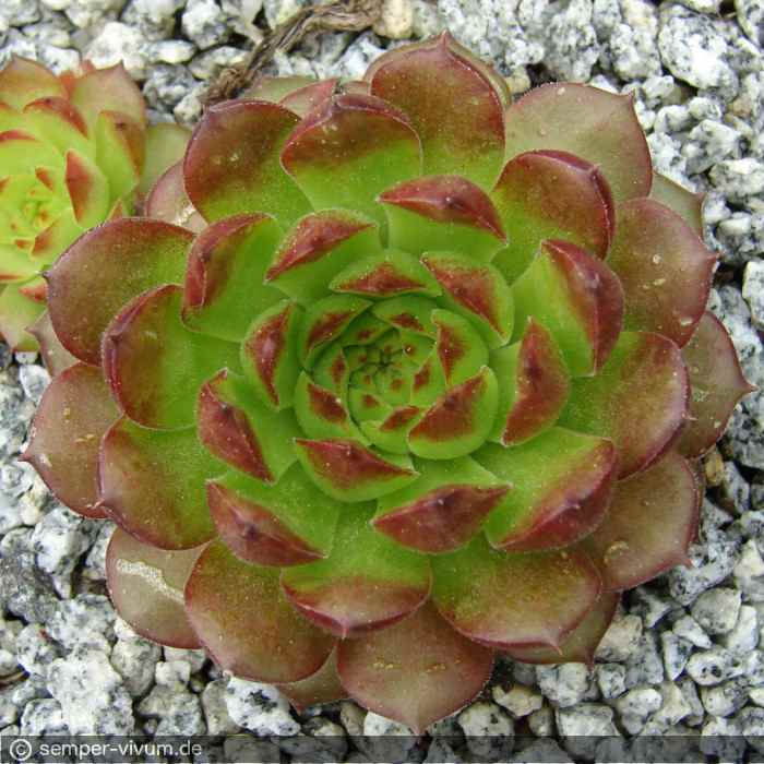 aufgenommen am 7.5.2007