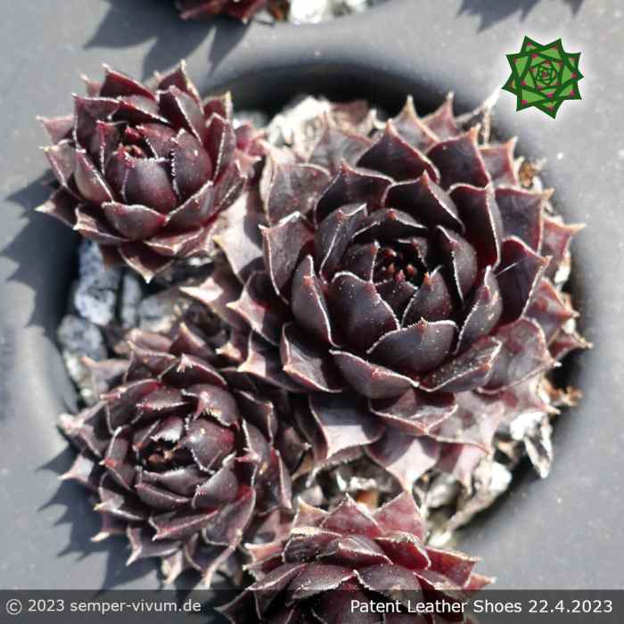 Sempervivum 'Patent Leather Shoes'