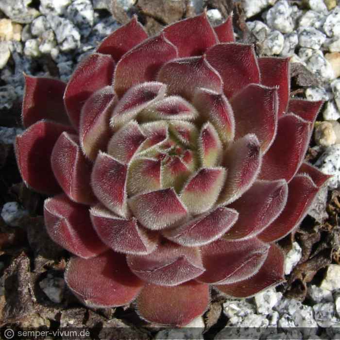 aufgenommen am 20.4.2007