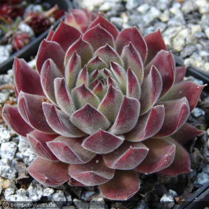 aufgenommen am 21.4.2007