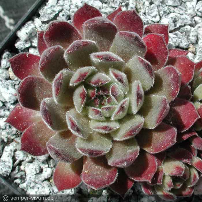 aufgenommen Anfang Mai 2004