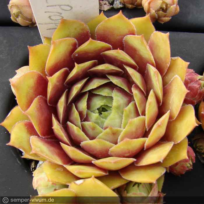 aufgenommen am 11.7.2017