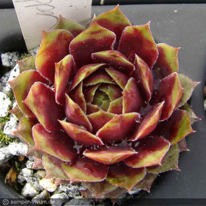 aufgenommen am 13.5.2017