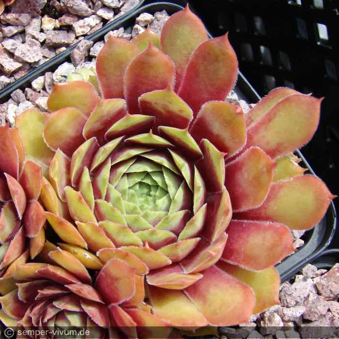 aufgenommen am 16.7.2017