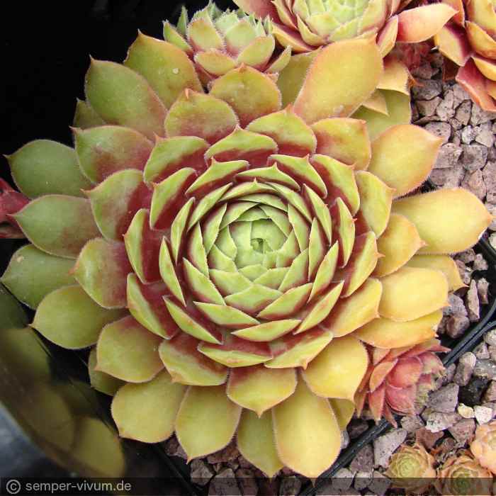 aufgenommen am 20.7.2017