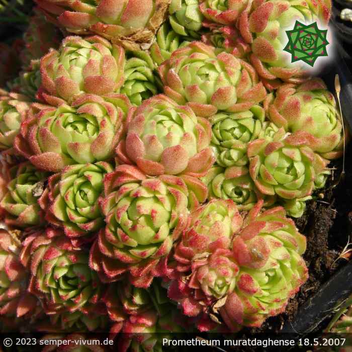 Prometheum muratdaghense