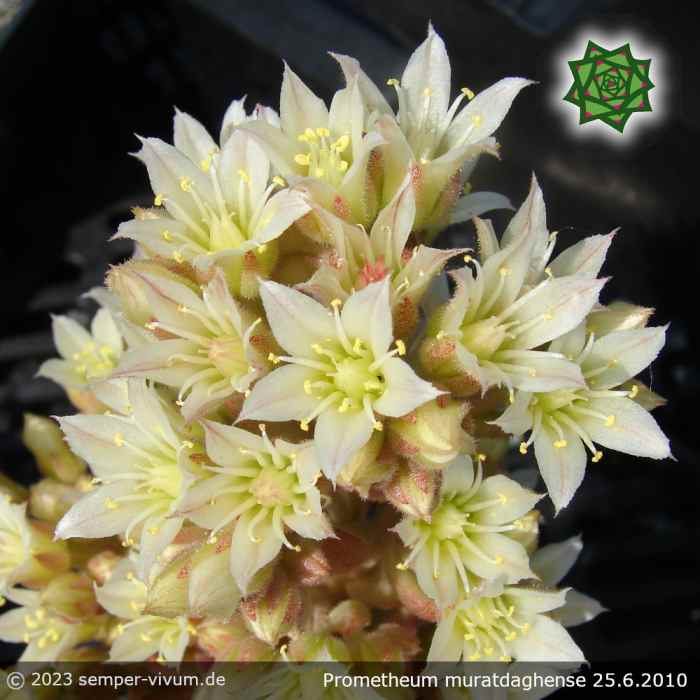 Prometheum muratdaghense