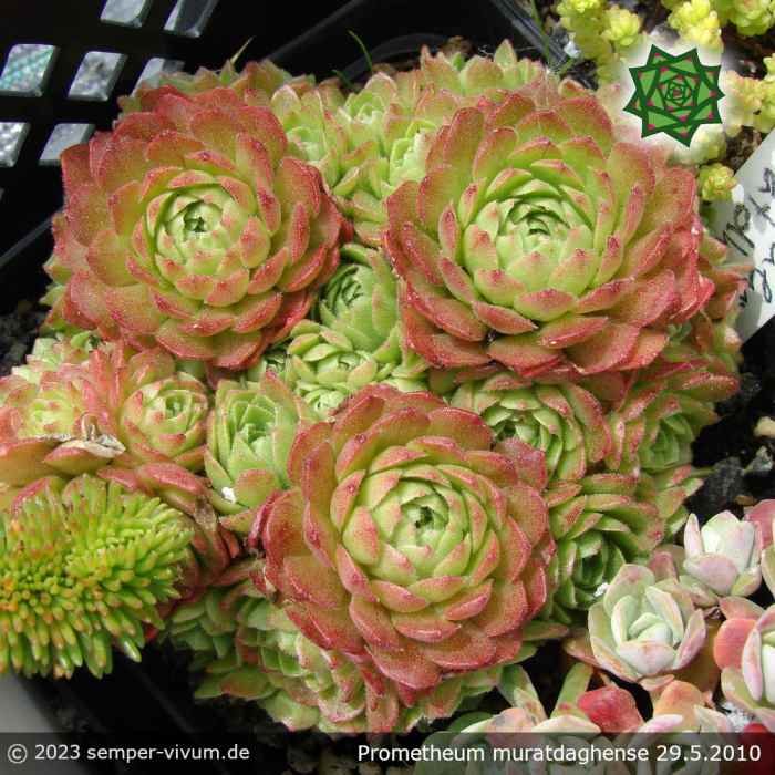 Prometheum muratdaghense