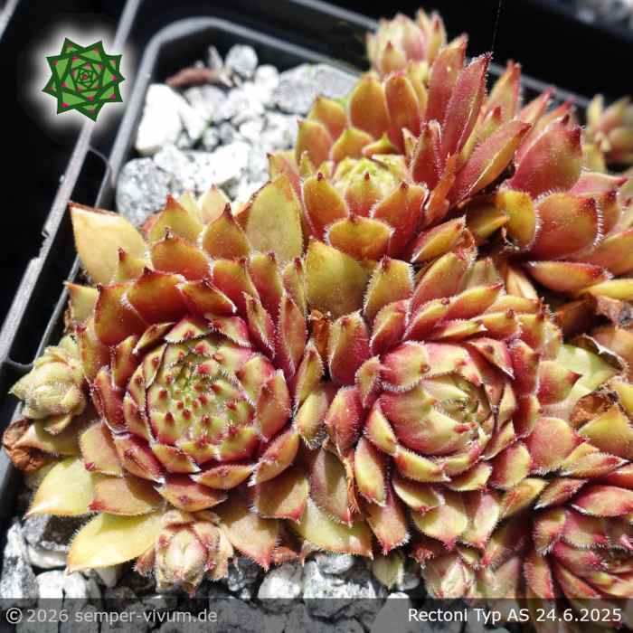 Sempervivum 'Rectoni' Typ AS