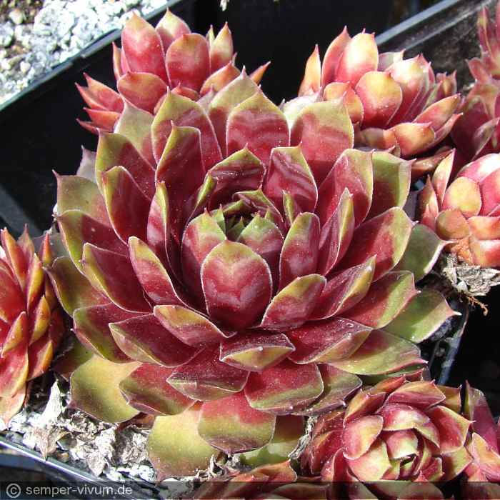 aufgenommen am 26.5.2011