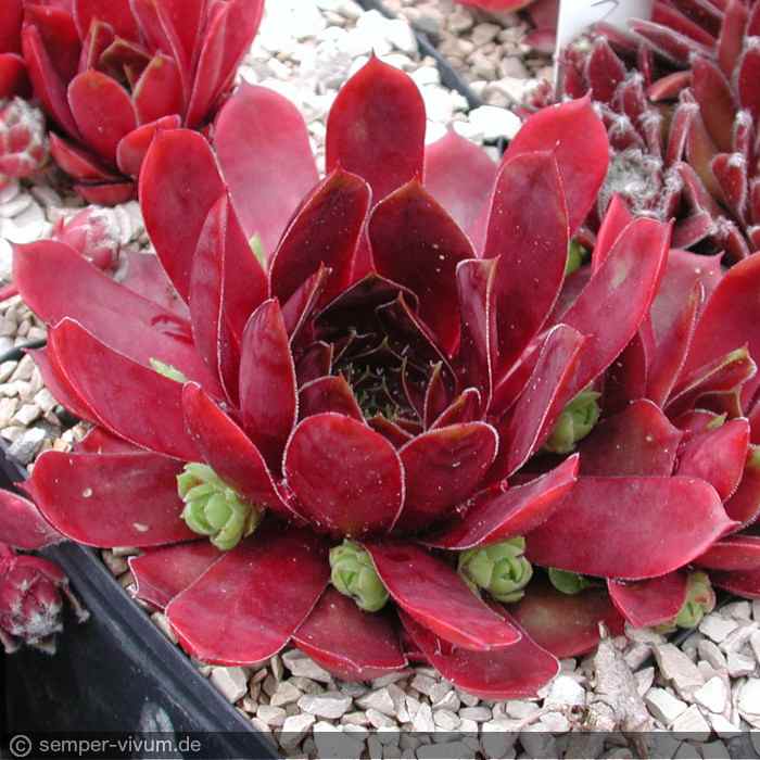 aufgenommen am 3.6.2004