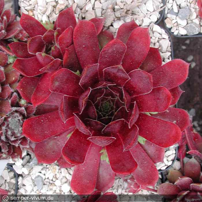 aufgenommen am 3.6.2004