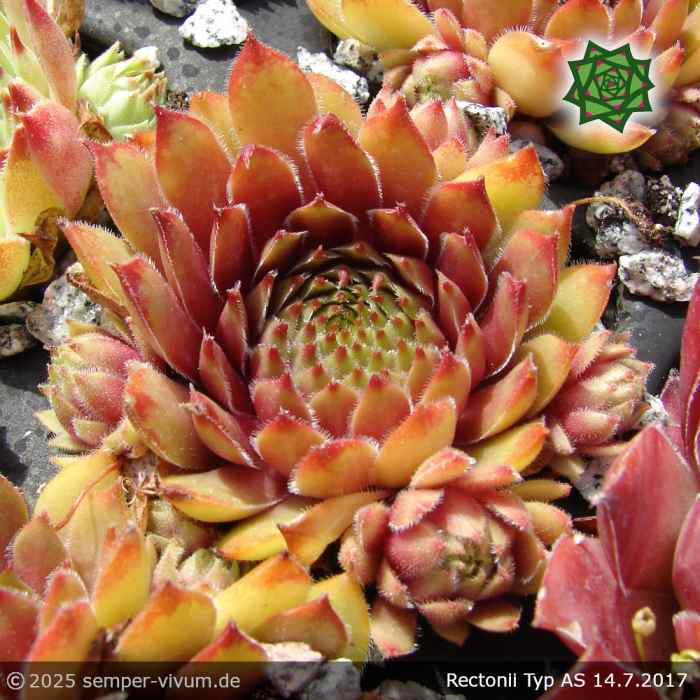 Sempervivum 'Rectoni' Typ AS