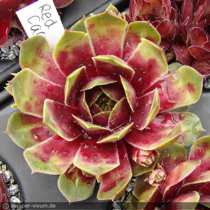 aufgenommen am 13.5.2017